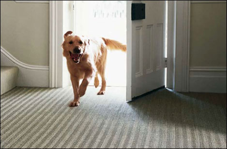 dog_carpet-2.jpg